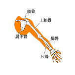 上腕　イラスト