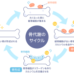 骨代謝