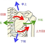 肩甲骨の動く方向