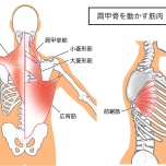 肩甲骨を動かす筋肉