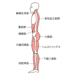 抗重力筋