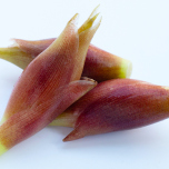 みょうがのイメージ