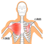 大胸筋　小胸筋　イラスト