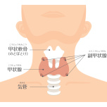 甲状腺