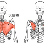 大胸筋、小胸筋