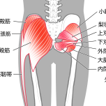 お尻の筋肉のイメージ