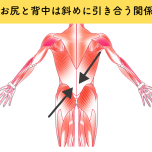 お尻と背中の筋肉