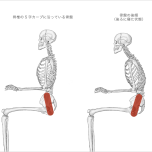 座っているときの姿勢と骨盤