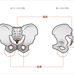 骨盤の構造