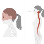 頭は脊椎の先にあって、脊椎は頭のある方へ向かっていく