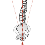 坐骨の上に体の軸がある