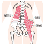 腰まわりの筋肉