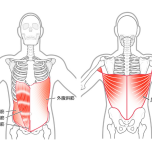 広背筋と腹斜金