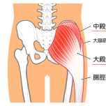 大殿筋と中殿筋