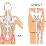大殿筋とハムストリング