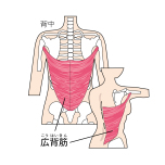 広背筋