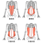 腹斜筋