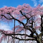 郡山市三春町のしだれ桜