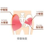 お尻の筋肉