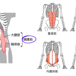イラスト　腹筋群　腸腰筋
