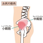 中臀筋