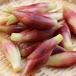 大量のミョウガ