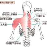 肩甲骨まわりの筋肉