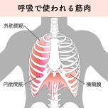 呼吸で使われる筋肉（一部）