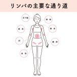 リンパの主要なポイント