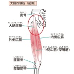 脚の付け根の筋肉