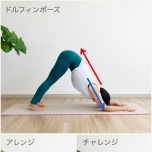 ドルフィンポーズエクササイズ