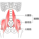 腸腰筋