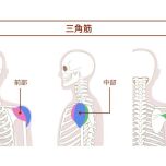 三角筋