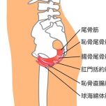 骨盤底筋