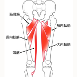 内転筋群