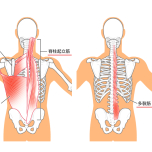 脊柱起立筋・多裂筋