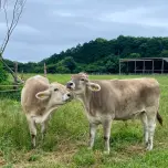 チーズとコーヒー