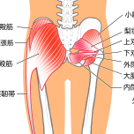 お尻の筋肉