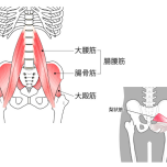 腰痛に関係する筋肉
