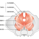 骨盤底筋