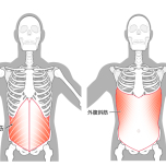 腹斜筋