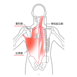 広背筋・菱形筋