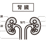腎臓
