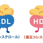 コレステロール