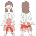 骨盤底筋筋肉イラスト