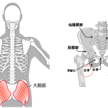 大殿筋　坐骨　イラスト