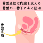 骨盤底筋
