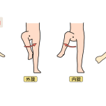 股関節の動作　イラスト