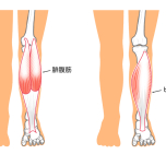 腓腹筋とヒラメ筋