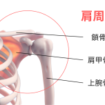 肩周辺